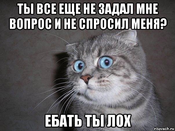 ты все еще не задал мне вопрос и не спросил меня? ебать ты лох, Мем  удивлённый кот