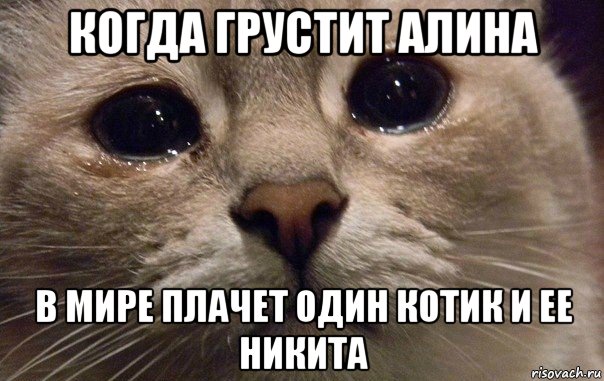 когда грустит алина в мире плачет один котик и ее никита, Мем   В мире грустит один котик