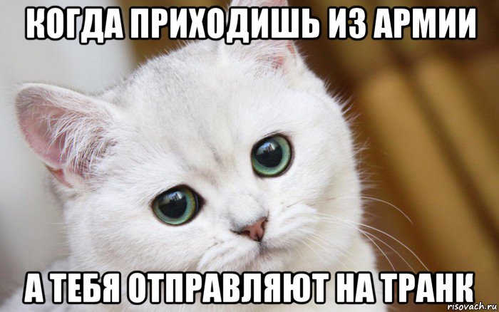 когда приходишь из армии а тебя отправляют на транк, Мем  В мире грустит один котик