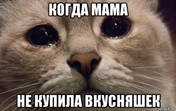 когда мама не купила вкусняшек, Мем   В мире грустит один котик