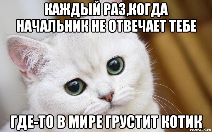 каждый раз,когда начальник не отвечает тебе где-то в мире грустит котик, Мем  В мире грустит один котик