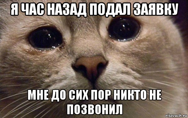 я час назад подал заявку мне до сих пор никто не позвонил, Мем   В мире грустит один котик