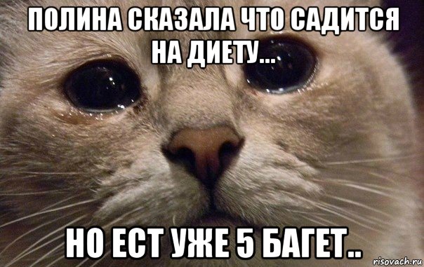 полина сказала что садится на диету... но ест уже 5 багет.., Мем   В мире грустит один котик