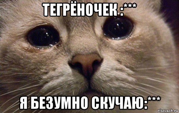 тегрёночек :*** я безумно скучаю:***, Мем   В мире грустит один котик