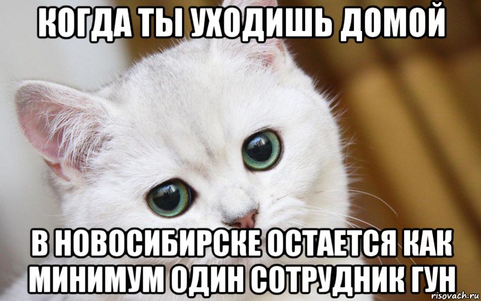 когда ты уходишь домой в новосибирске остается как минимум один сотрудник гун, Мем  В мире грустит один котик