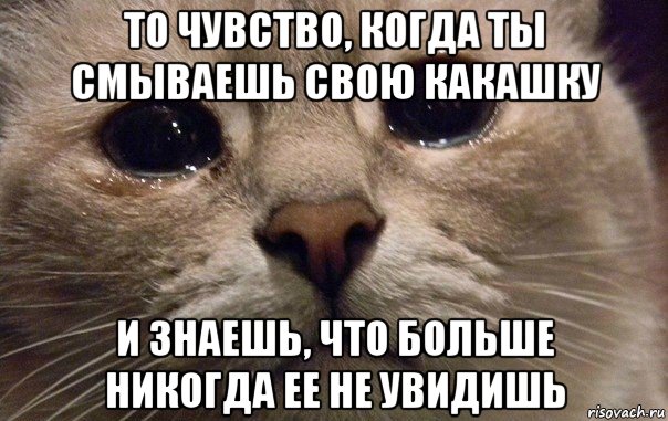 то чувство, когда ты смываешь свою какашку и знаешь, что больше никогда ее не увидишь, Мем   В мире грустит один котик