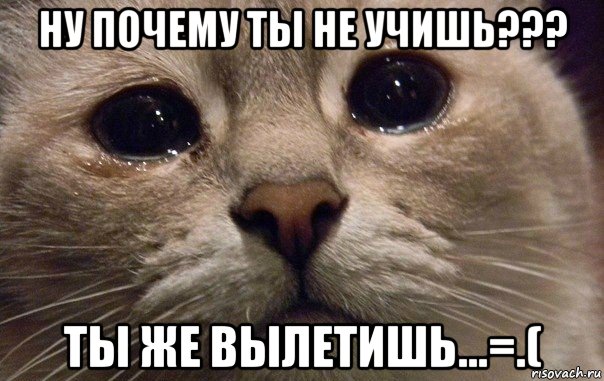 ну почему ты не учишь??? ты же вылетишь...=.(, Мем   В мире грустит один котик