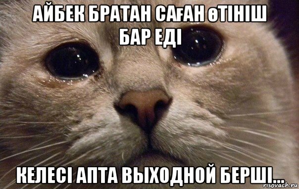 айбек братан саған өтініш бар еді келесі апта выxодной берші..., Мем   В мире грустит один котик