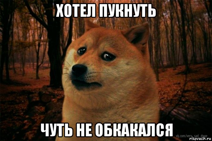 хотел пукнуть чуть не обкакался, Мем SAD DOGE