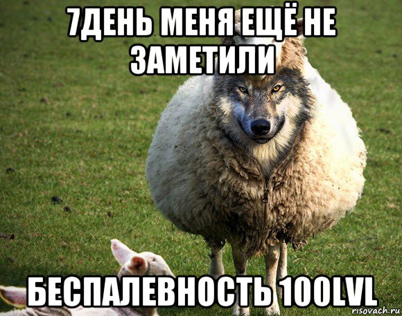 7день меня ещё не заметили беспалевность 100lvl, Мем Злая Овца