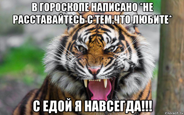 в гороскопе написано *не расставайтесь с тем,что любите* с едой я навсегда!!!, Мем ДЕРЗКИЙ ТИГР