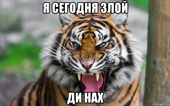 я сегодня злой ди нах