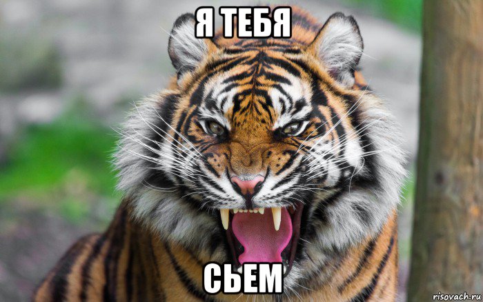 я тебя сьем, Мем ДЕРЗКИЙ ТИГР