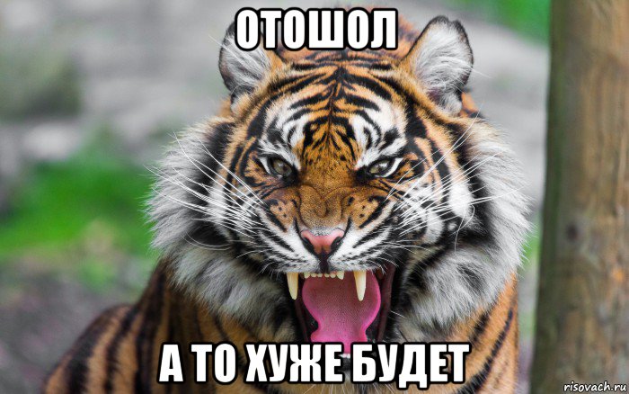 отошол а то хуже будет, Мем ДЕРЗКИЙ ТИГР