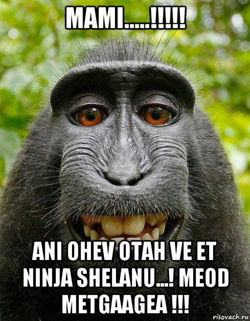 mami.....!!!!! ani ohev otah ve et ninja shelanu...! meod metgaagea !!!