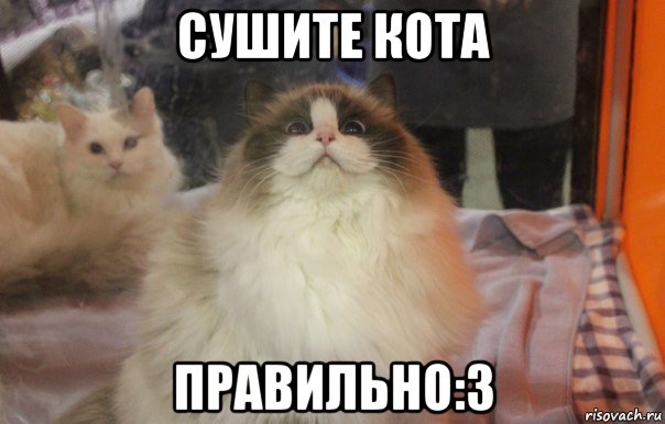 сушите кота правильно:3