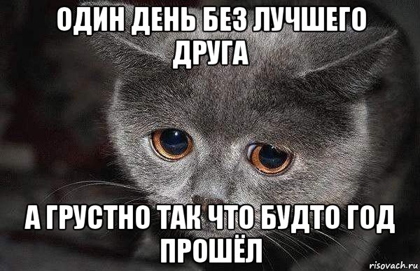 один день без лучшего друга а грустно так что будто год прошёл, Мем  Грустный кот