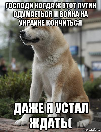 господи когда ж этот путин одумаеться и война на украине кончиться даже я устал ждать(, Мем  Хатико ждет