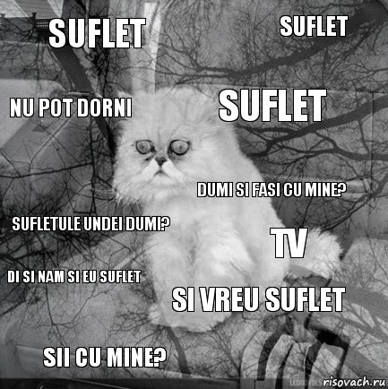 suflet tv suflet sii cu mine? sufletule undei dumi? suflet si vreu suflet nu pot dorni di si nam si eu suflet dumi si fasi cu mine?, Комикс  кот безысходность