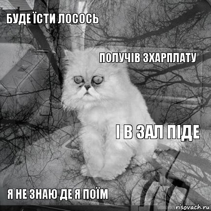 Буде їсти лосось і в зал піде получів зхарплату я не знаю де я поїм      , Комикс  кот безысходность