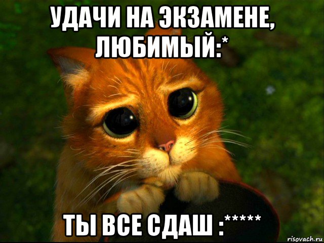 удачи на экзамене, любимый:* ты все сдаш :*****, Мем кот из шрека