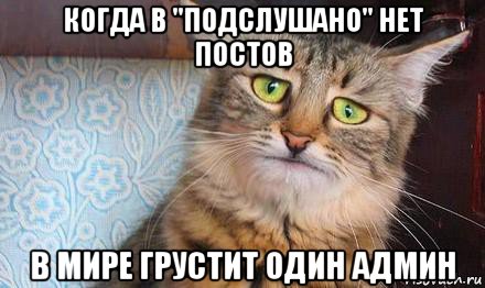 когда в "подслушано" нет постов в мире грустит один админ, Мем  кот печаль