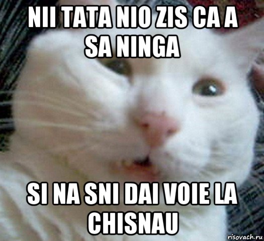 nii tata nio zis ca a sa ninga si na sni dai voie la chisnau, Мем Котэ позитивный