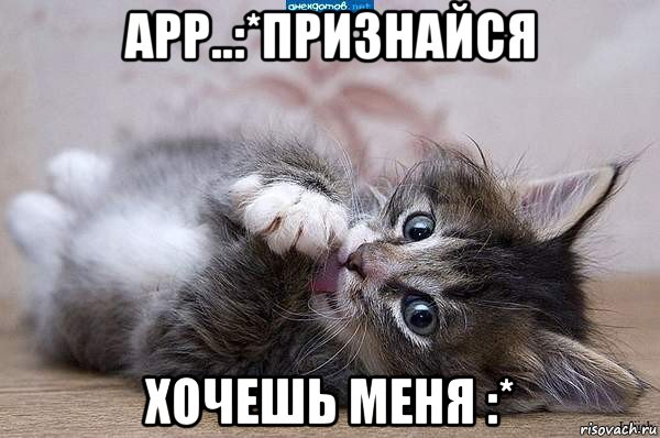 арр..:*признайся хочешь меня :*, Мем  котенок