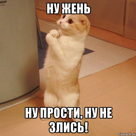 ну жень ну прости, ну не злись!, Мем  котэ молится