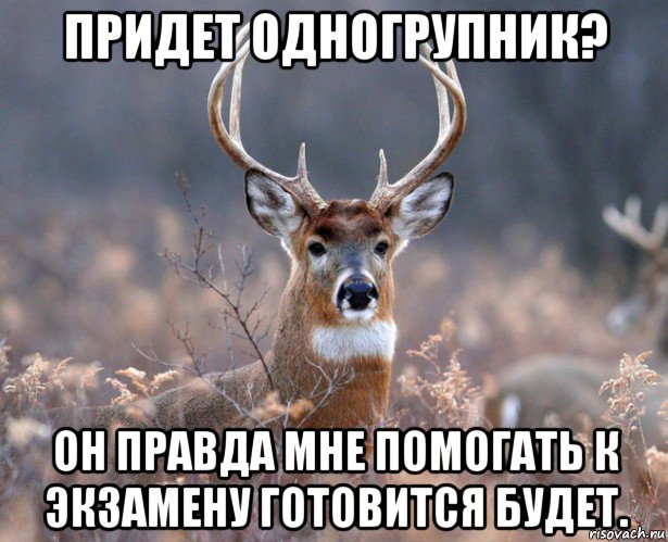 придет одногрупник? он правда мне помогать к экзамену готовится будет., Мем   Наивный олень