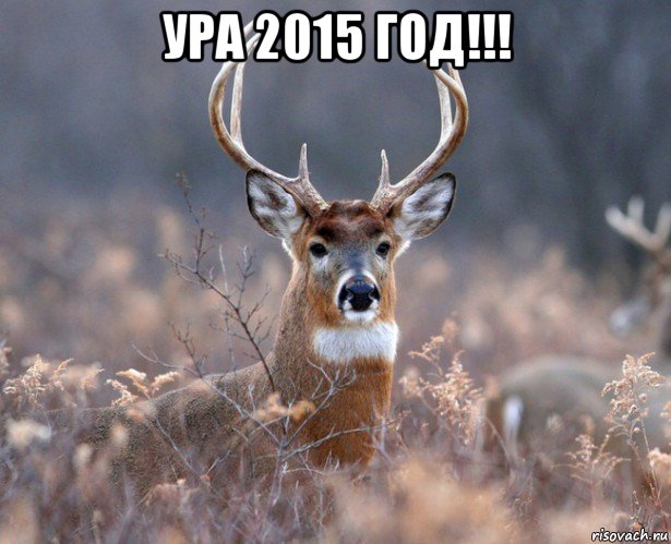 ура 2015 год!!! , Мем   Наивный олень