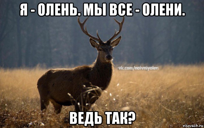 я - олень. мы все - олени. ведь так?