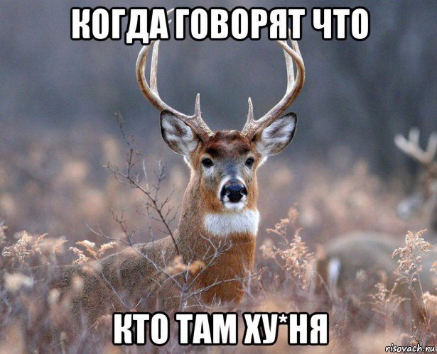 когда говорят что кто там ху*ня, Мем   Наивный олень