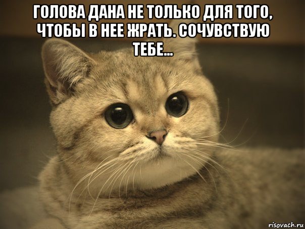 голова дана не только для того, чтобы в нее жрать. сочувствую тебе... , Мем Пидрила ебаная котик