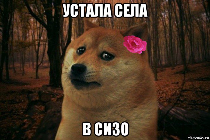 устала села в сизо, Мем  SAD DOGE GIRL