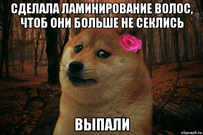 сделала ламинирование волос, чтоб они больше не секлись выпали, Мем  SAD DOGE GIRL