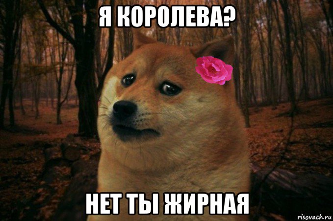 я королева? нет ты жирная, Мем  SAD DOGE GIRL