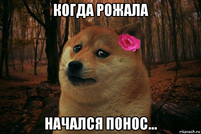 когда рожала начался понос..., Мем  SAD DOGE GIRL