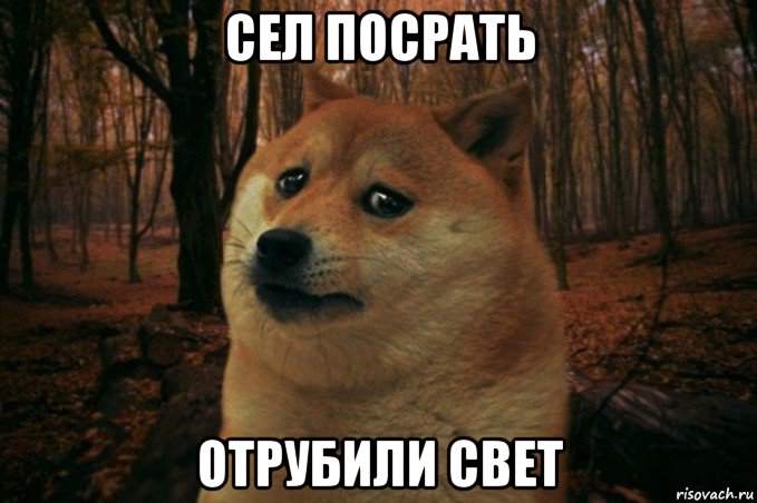 сел посрать отрубили свет, Мем SAD DOGE