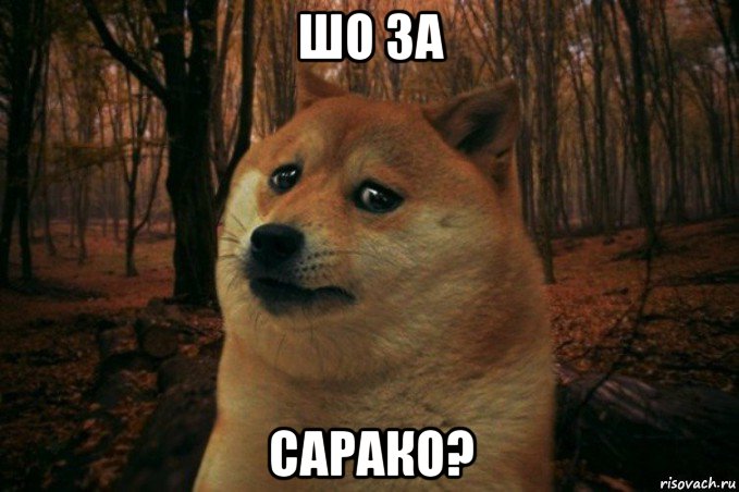 шо за сарако?, Мем SAD DOGE