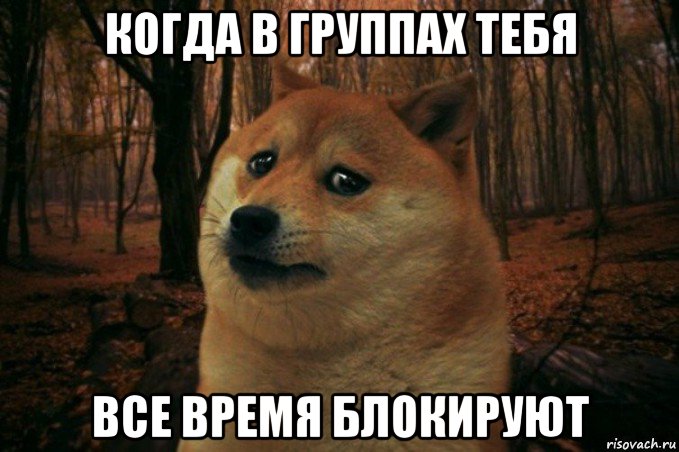 когда в группах тебя все время блокируют, Мем SAD DOGE