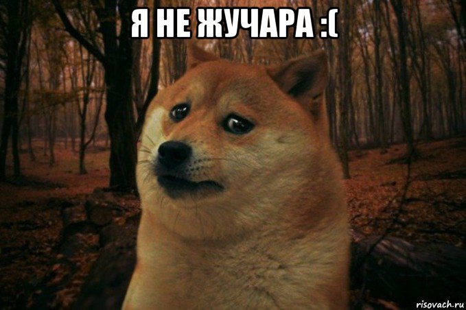 я не жучара :( , Мем SAD DOGE