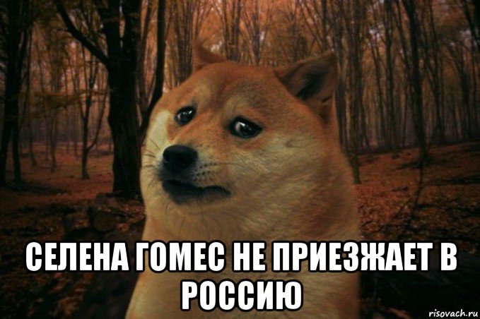  селена гомес не приезжает в россию, Мем SAD DOGE