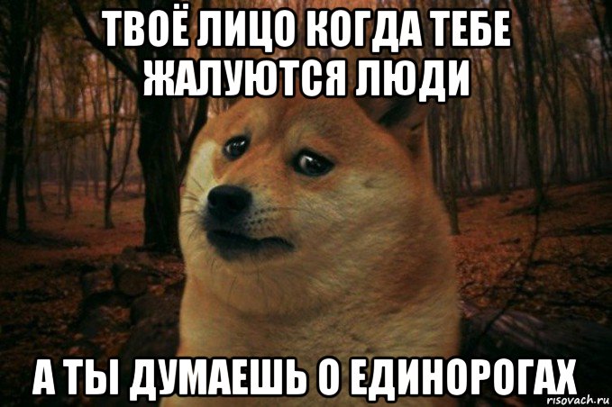 твоё лицо когда тебе жалуются люди а ты думаешь о единорогах, Мем SAD DOGE