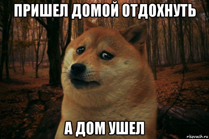 пришел домой отдохнуть а дом ушел, Мем SAD DOGE