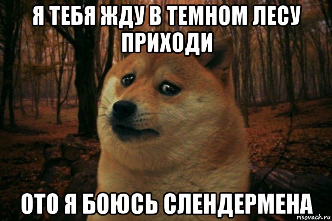 я тебя жду в темном лесу приходи ото я боюсь слендермена, Мем SAD DOGE