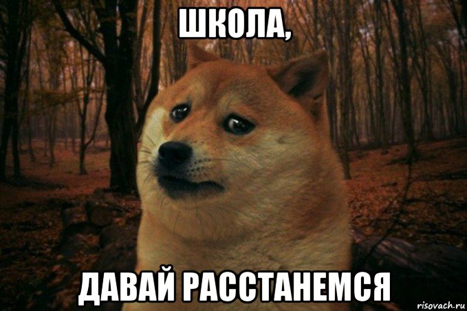 школа, давай расстанемся, Мем SAD DOGE