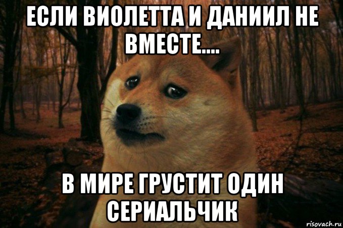 если виолетта и даниил не вместе.... в мире грустит один сериальчик, Мем SAD DOGE