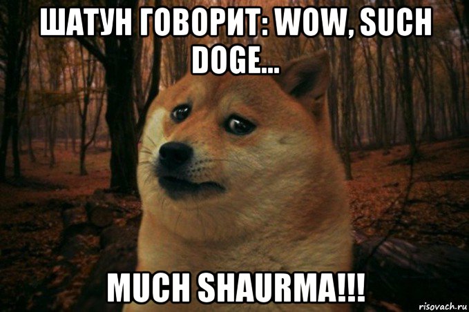 шатун говорит: wow, such doge... much shaurma!!!, Мем SAD DOGE