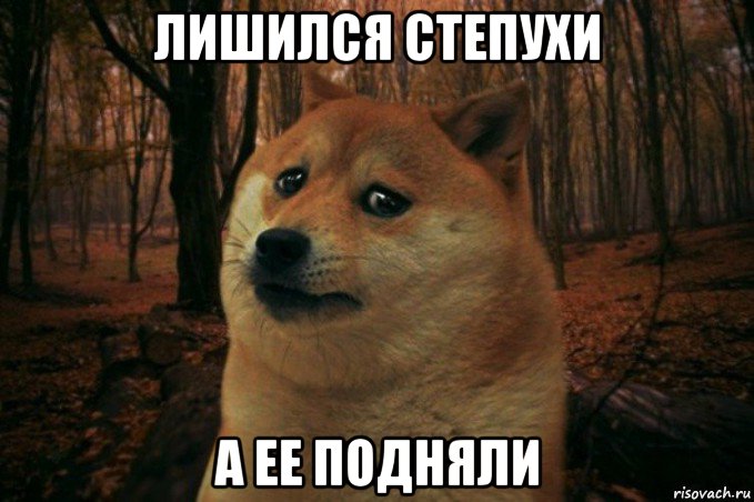 лишился степухи а ее подняли, Мем SAD DOGE